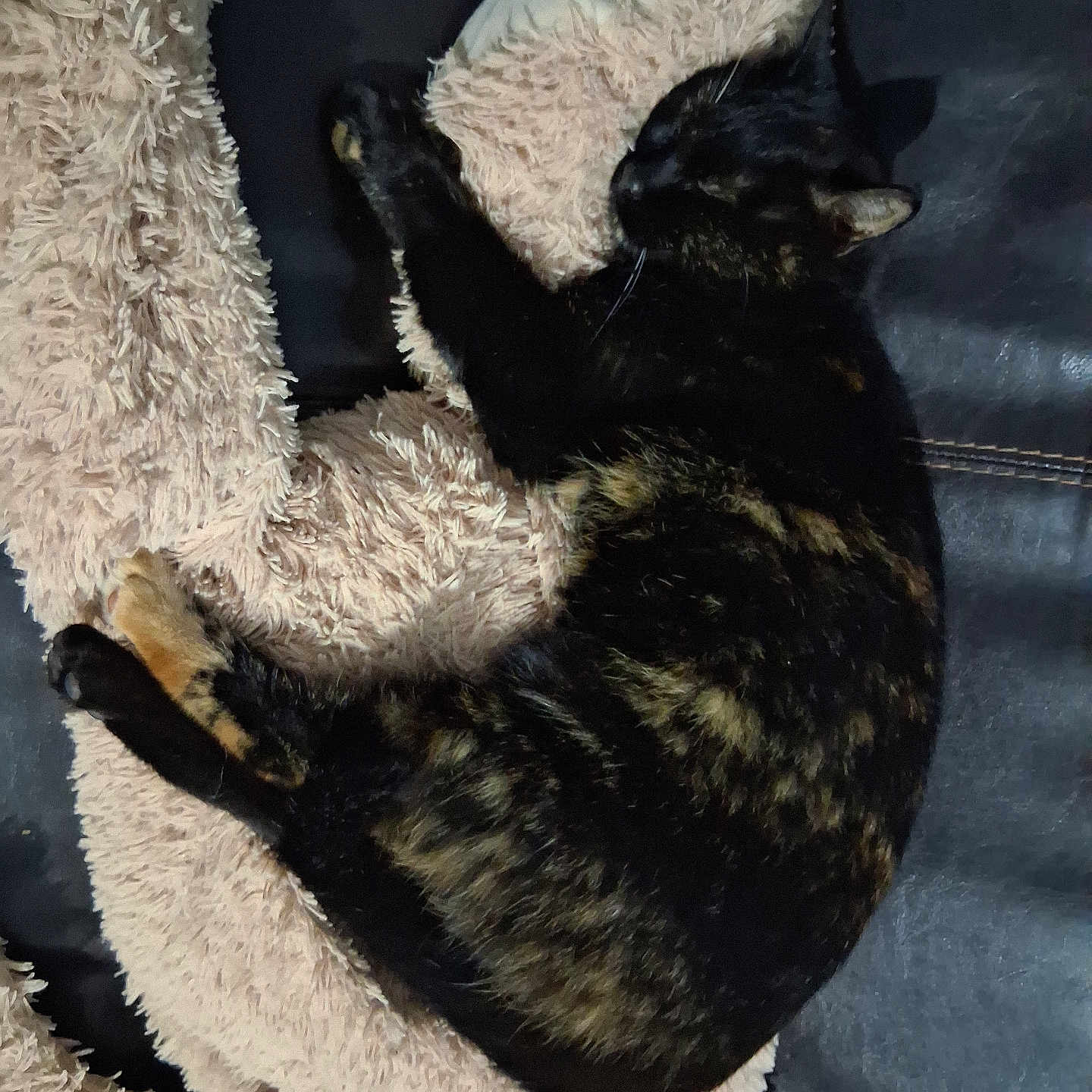 Grabouille participe au concours pour gagner de l'argent avec cette photo : animal, blanket, cat, comfort, cozy, cute, domestic_cat, fur, furniture, furry, indoor, leather, nap, pet, plush, relaxed, resting, sleeping, soft, tortoiseshell