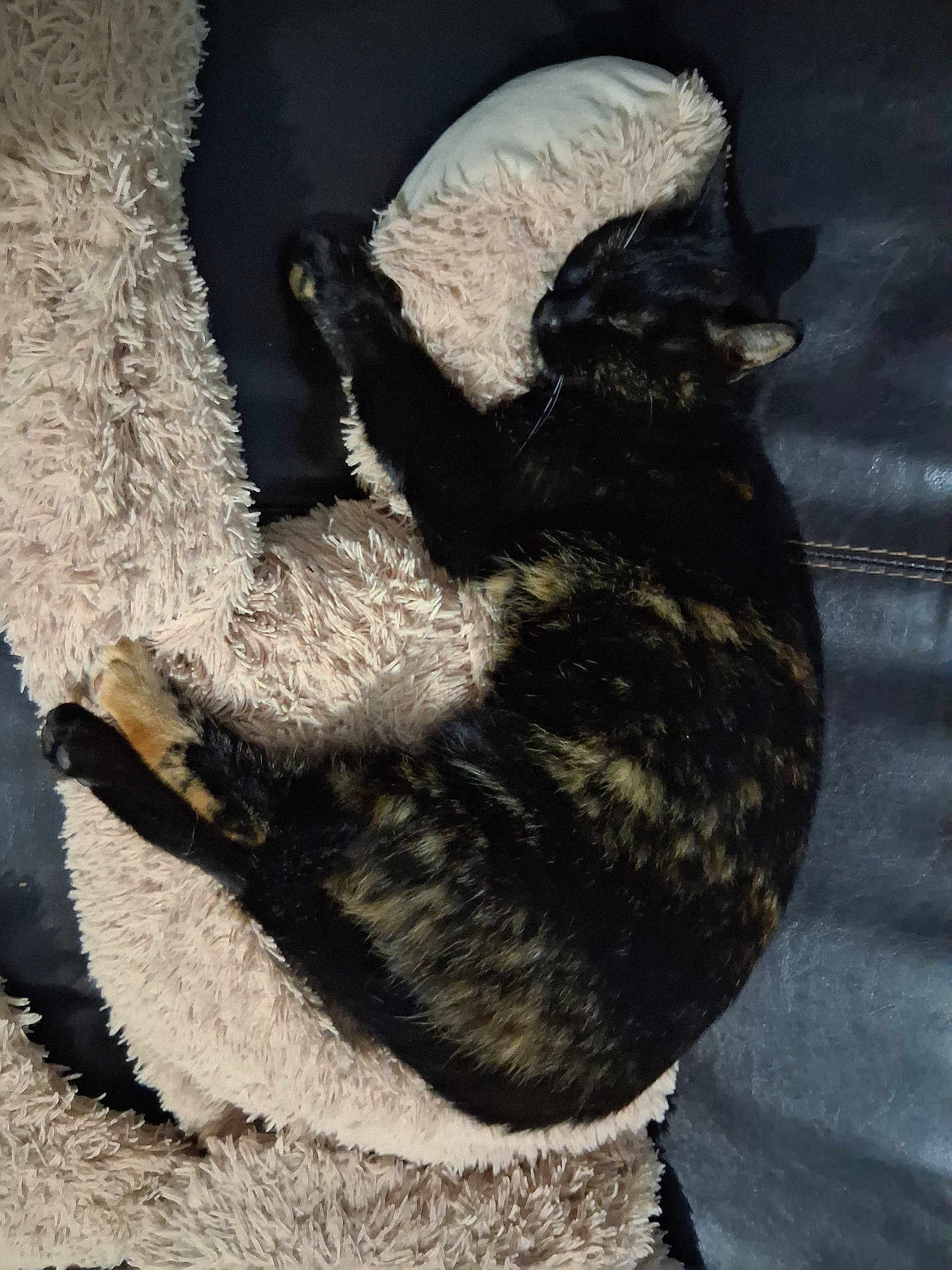 Grabouille participe au concours pour gagner de l'argent avec cette photo : cat, tortoiseshell, sleeping, cozy, blanket, plush, furry, furniture, leather, resting, pet, domestic_cat, animal, cute, indoor, nap, soft, relaxed, fur, comfort