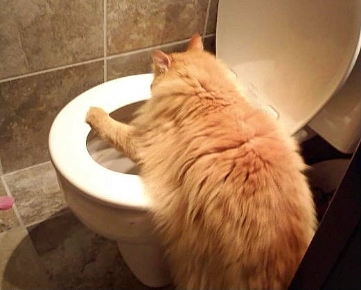 Morris joined the competition — help win amazing prizes! bathroom, carnivore, cat, cat_supply, comfort, domestic_short_haired_cat, felidae, flooring, fur, hardwood, paw, pet_supply, plumbing, plumbing_fixture, room, small_to_medium_sized_cats, tail, whiskers, window, wood