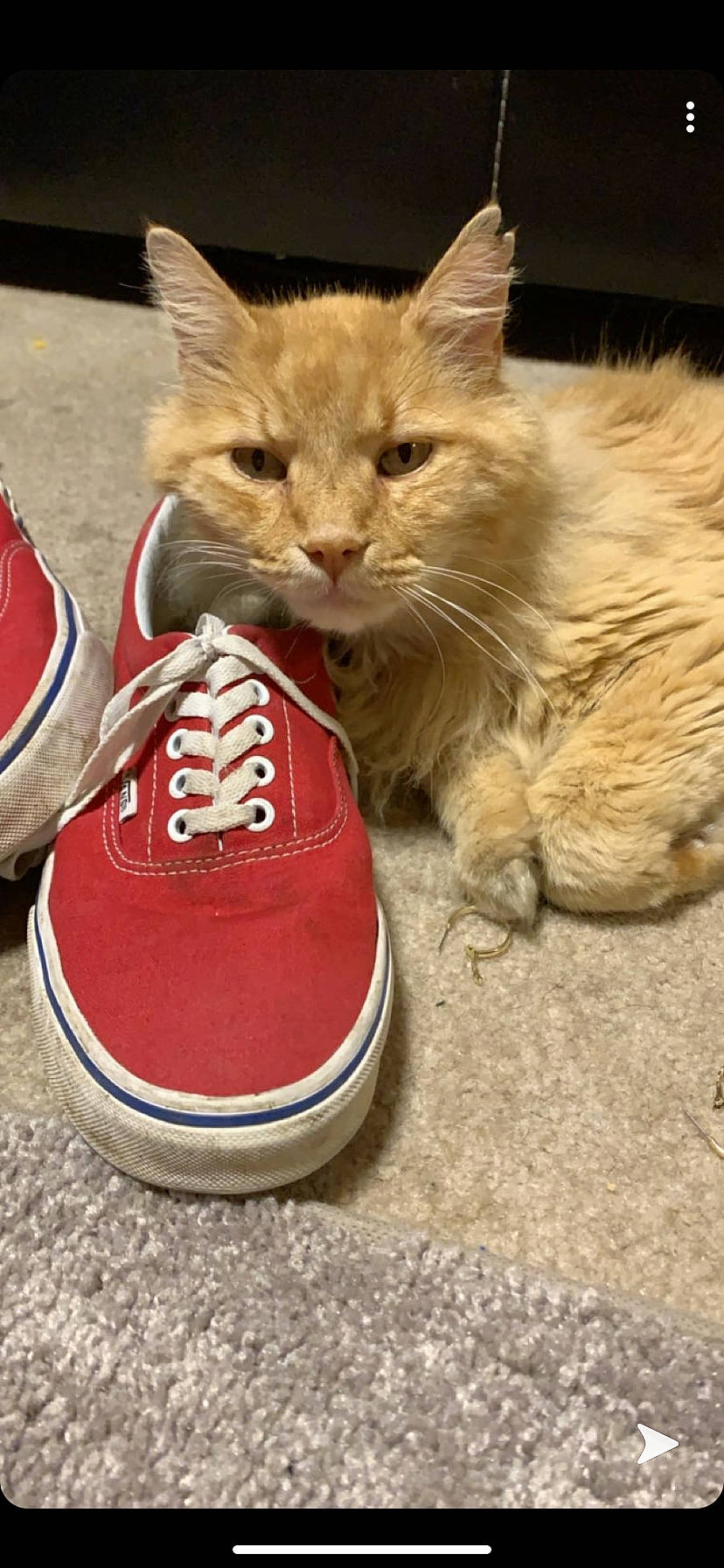 Morris joined the competition — help win amazing prizes! athletic_shoe, carnivore, cat, domestic_short_haired_cat, electric_blue, fawn, felidae, human_leg, mammal, outdoor_shoe, paw, shoe, small_to_medium_sized_cats, sneakers, snout, sportswear, tail, walking_shoe, whiskers, wood