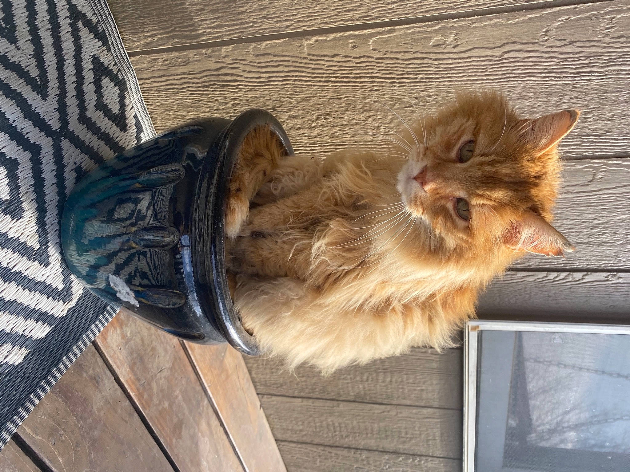 Morris is registered to the contest to win money with this photo: carnivore, cat, claw, domestic_short_haired_cat, electric_blue, fawn, felidae, floor, flooring, fur, hardwood, human_leg, nap, paw, small_to_medium_sized_cats, tail, terrestrial_animal, whiskers, window, wood