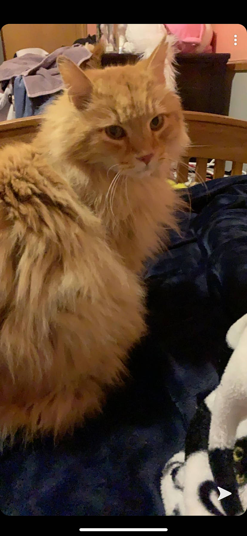 Morris joined the competition — help win amazing prizes! british_longhair, carnivore, cat, claw, event, fawn, felidae, fur, iris, paw, small_to_medium_sized_cats, snout, tail, terrestrial_animal, whiskers