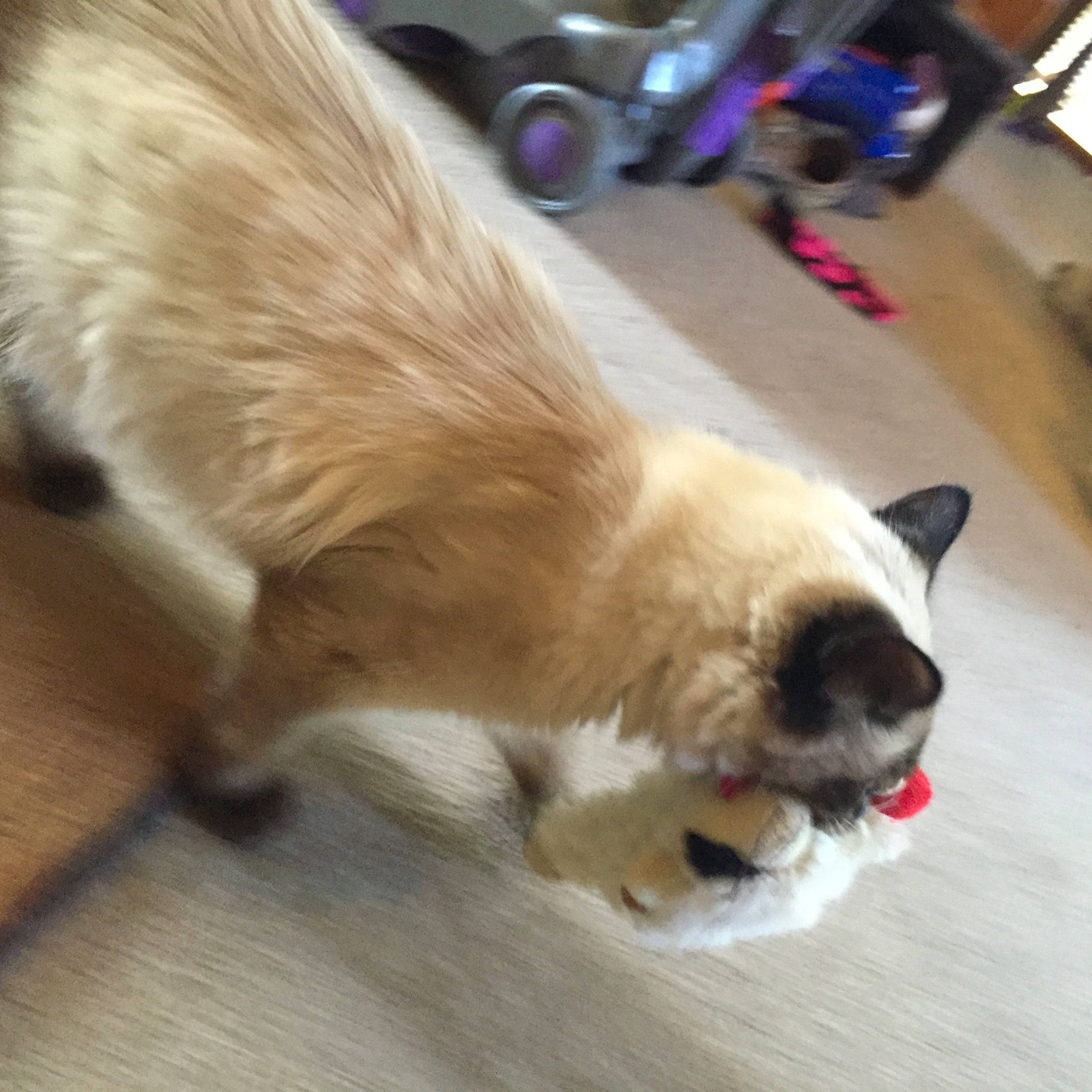 Baylie is registered to the contest to win money with this photo: carnivore, collar, companion_dog, dog, dog_breed, dog_collar, fawn, felidae, flooring, fur, german_spitz, hardwood, paw, small_to_medium_sized_cats, snout, sporting_group, tail, whiskers, wood, working_animal