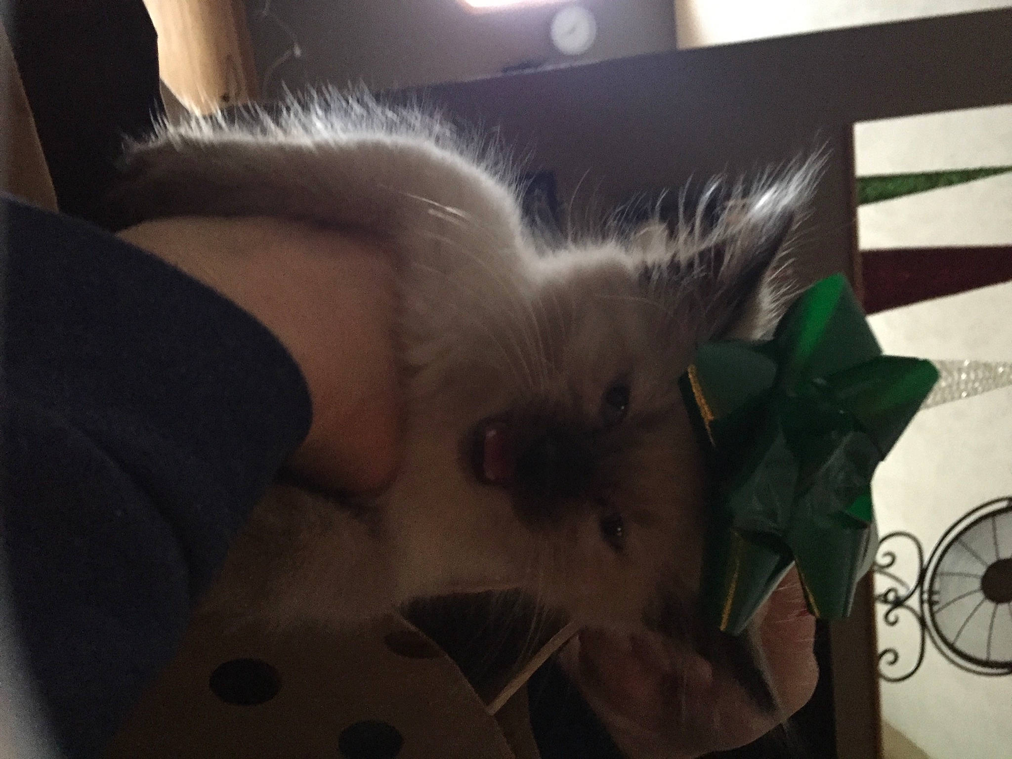 Baylie joined the competition — help win amazing prizes! canidae, carnivore, cat, claw, comfort, companion_dog, dog_breed, fawn, felidae, fur, nap, pattern, paw, room, small_to_medium_sized_cats, spitz, tail, toy_dog, whiskers, wing