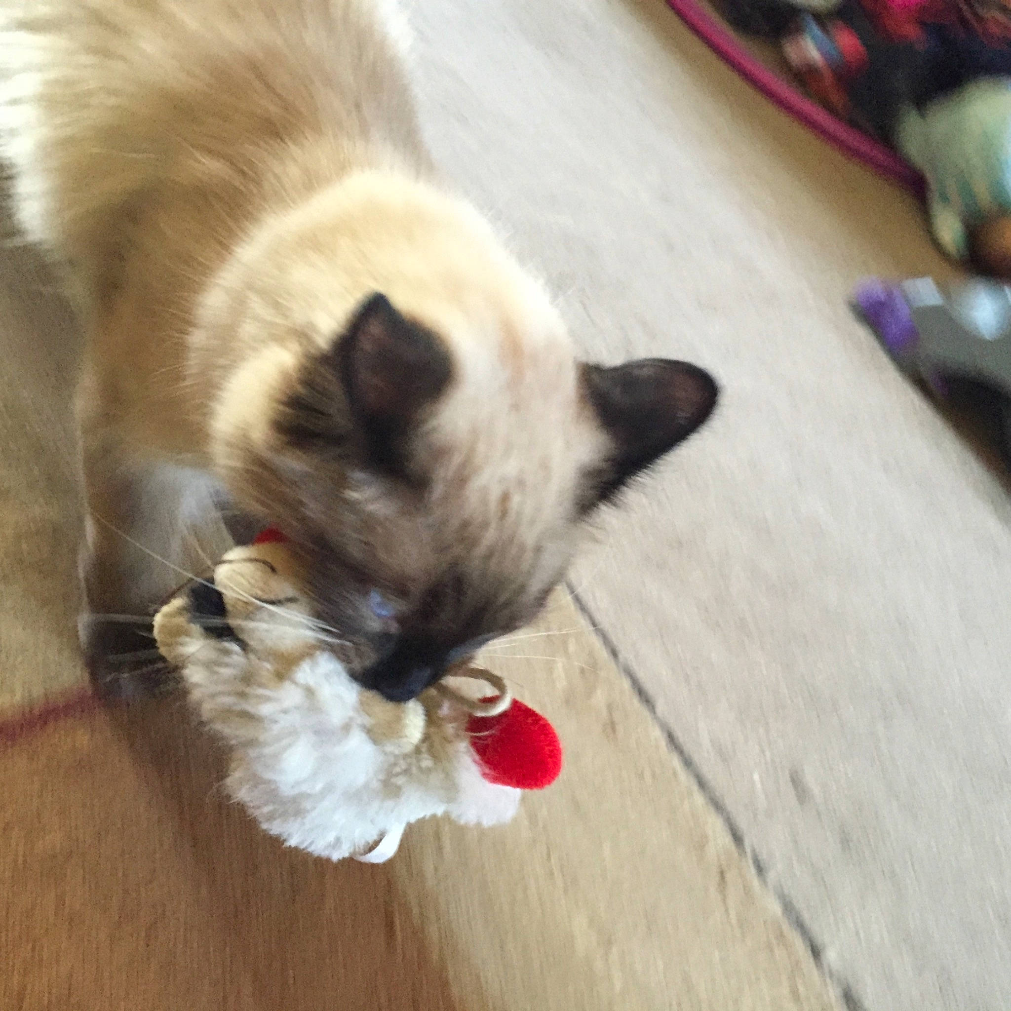 Baylie joined the competition — help win amazing prizes! canidae, carmine, carnivore, cat, companion_dog, dog_breed, fawn, felidae, flooring, fur, hardwood, kitchen_utensil, non_sporting_group, paw, siamese, small_to_medium_sized_cats, sporting_group, tail, whiskers, wood