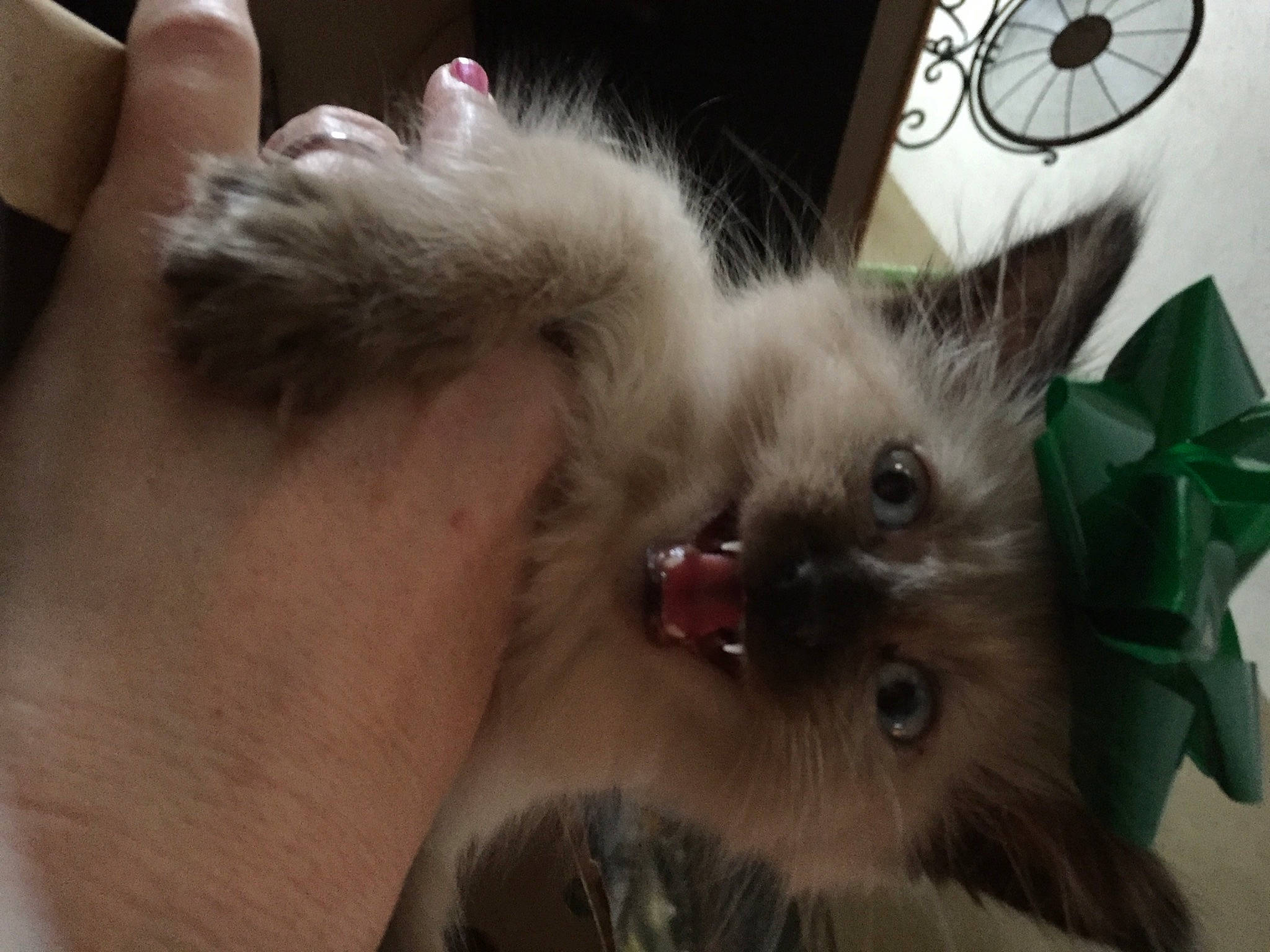 Baylie joined the competition — help win amazing prizes! balinese, bicycle_wheel, birman, british_longhair, carnivore, cat, claw, companion_dog, fawn, felidae, fur, paw, ragdoll, siamese, small_to_medium_sized_cats, snout, tail, thai, tonkinese, whiskers