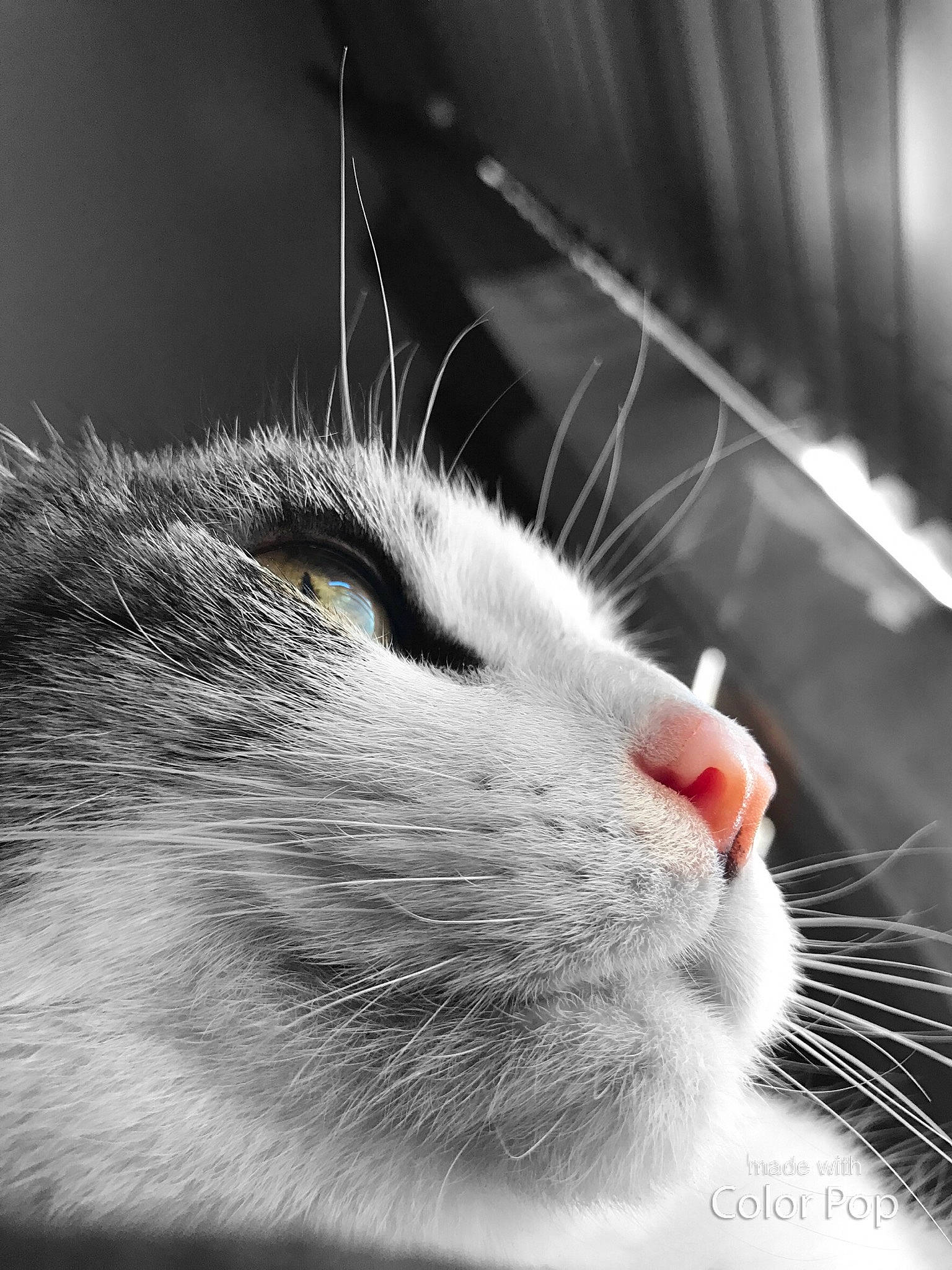 Alexis is registered to the contest to win money with this photo: carnivore, cat, close_up, comfort, domestic_short_haired_cat, electronic_device, eyelash, felidae, fur, grey, metal, monochrome, monochrome_photography, nose, paw, small_to_medium_sized_cats, snout, tail, whiskers, wildlife