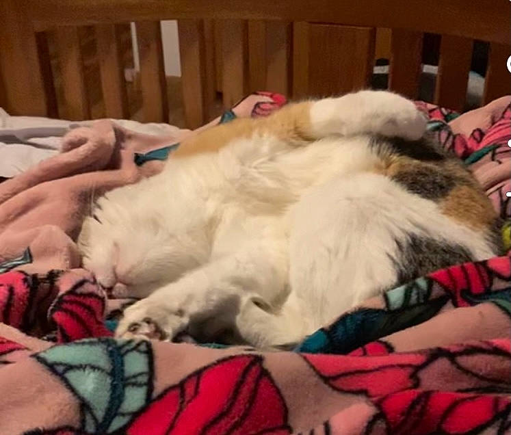 Alexis is registered to the contest to win money with this photo: bed, bedding, canidae, carnivore, cat, cloud, comfort, companion_dog, eye, fawn, felidae, fur, lap, linens, paw, sky, small_to_medium_sized_cats, sporting_group, tail, whiskers