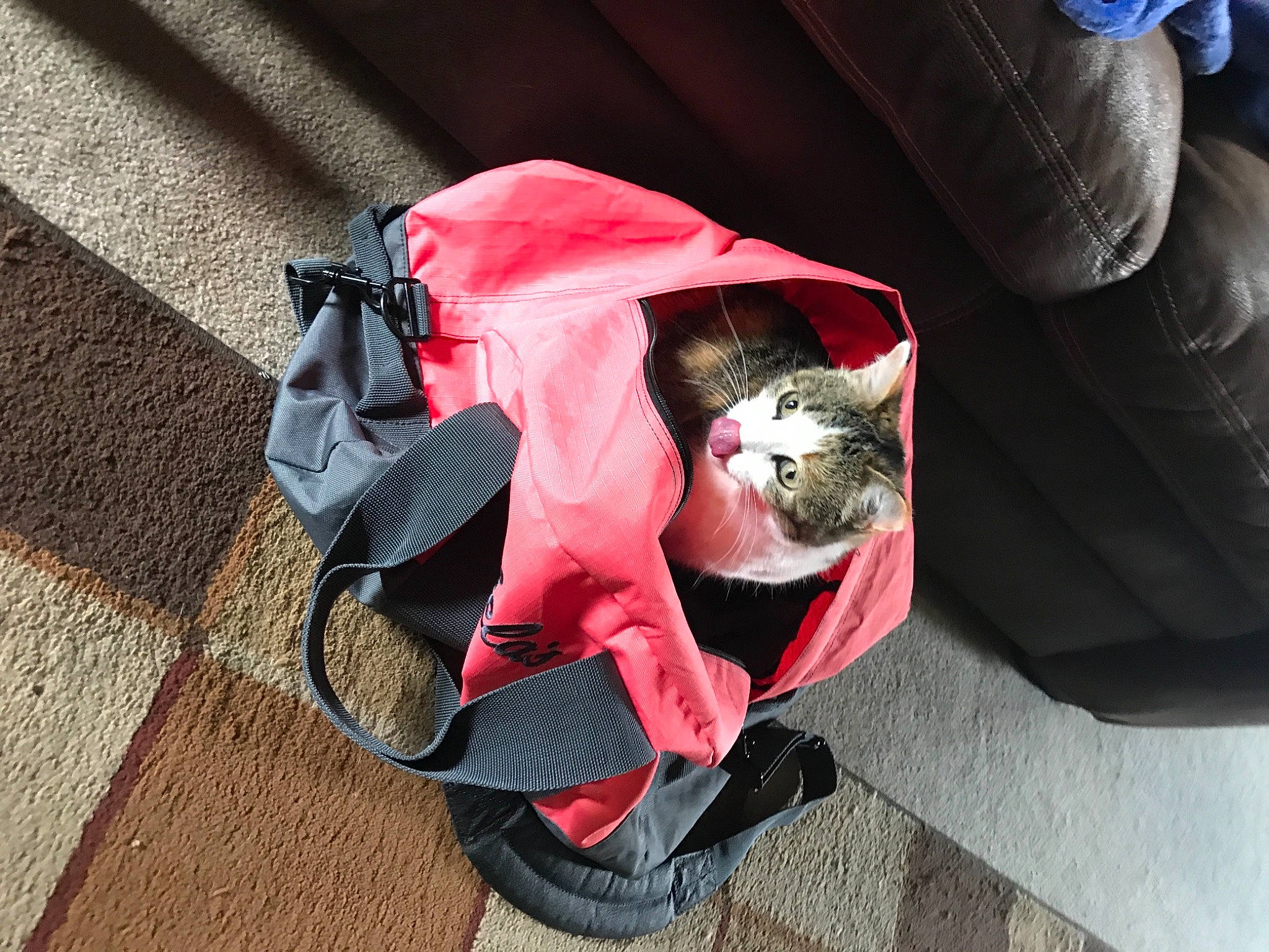 Alexis is registered to the contest to win money with this photo: baby_carriage, baby_products, bag, baggage, carmine, carnivore, cat, comfort, companion_dog, dog_breed, dog_supply, electric_blue, fashion_accessory, felidae, luggage_and_bags, magenta, orange, personal_protective_equipment, sleeve, small_to_medium_sized_cats