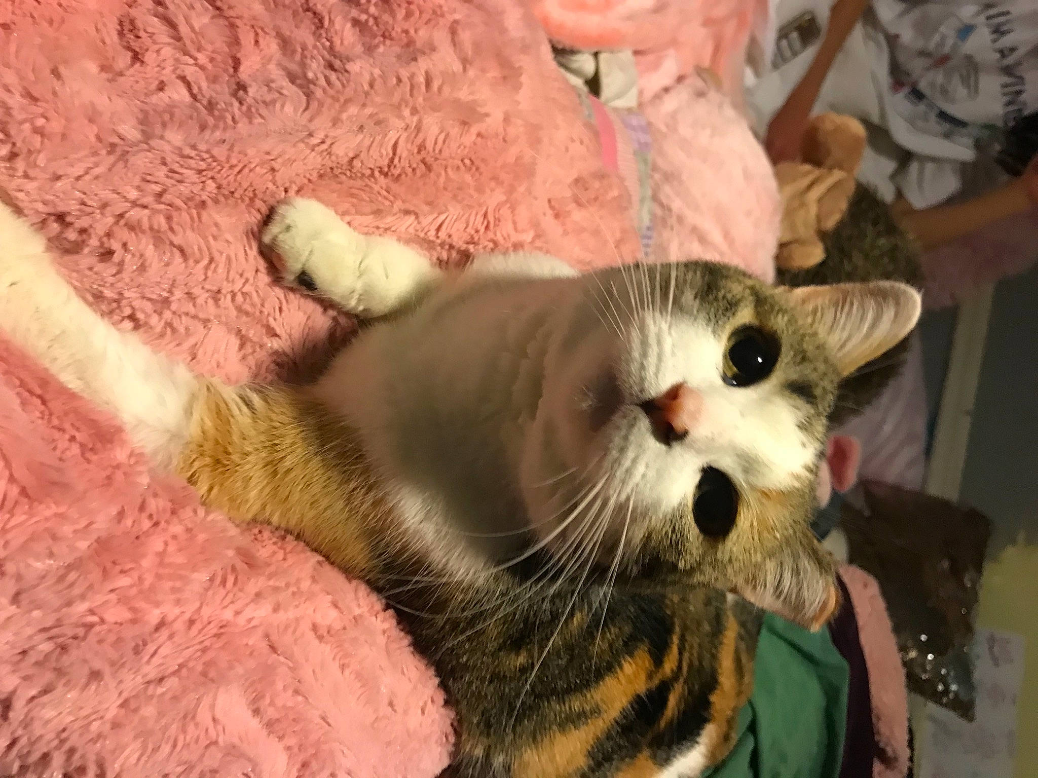 Alexis joined the competition — help win amazing prizes! carnivore, cat, cat_supply, claw, collar, comfort, domestic_short_haired_cat, fang, fawn, felidae, fur, paw, small_to_medium_sized_cats, snout, tail, terrestrial_animal, whiskers