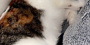 Minouche a rejoint le concours — aidez-le/la à gagner de superbes lots ! cat, sleeping, cozy, blanket, soft, fur, white, brown, tabby, resting, indoors, cute, pet, animal, comfort, relaxed, closeup, texture, star_pattern, snuggled