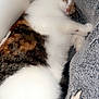 cat, sleeping, cozy, blanket, soft, fur, white, brown, tabby, resting, indoors, cute, pet, animal, comfort, relaxed, closeup, texture, star_pattern, snuggled