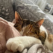 Minouche participe au concours pour gagner de l'argent avec cette photo : cat, sleeping, paw, closeup, blanket, cozy, indoor, feline, resting, fur, whiskers, comfort, cute, pet, relaxation, soft, home, calm, nap, animal