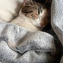 Minouche participe au concours pour gagner de l'argent avec cette photo : cat, sleeping, blanket, cozy, fur, napping, pet, indoor, resting, cute, soft, warm, comfort, animal, feline, relaxation, tabby, white, closeup, peaceful