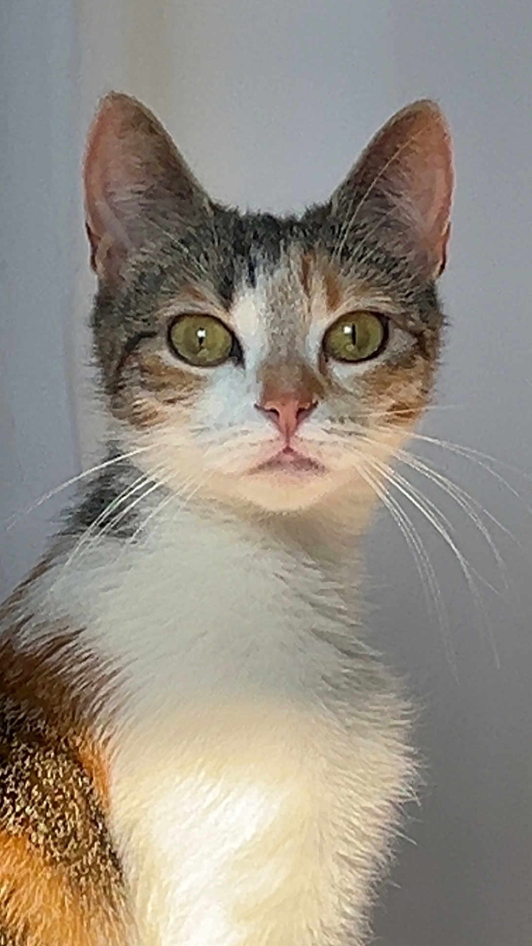 Minouche participe au concours pour gagner de l'argent avec cette photo : cat, calico, close_up, feline, whiskers, green_eyes, fur, pet, animal, domestic, curious, portrait, indoor, looking_at_camera, face, ears, white_fur, brown_fur, orange_fur, calm