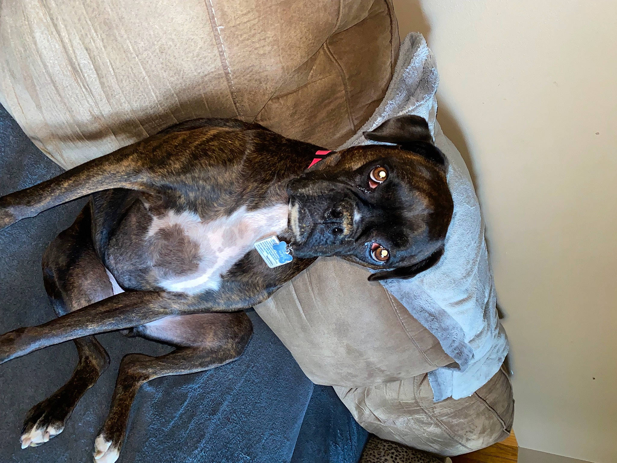 Kyla is registered to the contest to win money with this photo: canidae, carnivore, collar, comfort, companion_dog, couch, dog, dog_breed, dog_supply, fawn, fur, grey, guard_dog, liver, non_sporting_group, pet_supply, snout, sporting_group, tail, working_animal