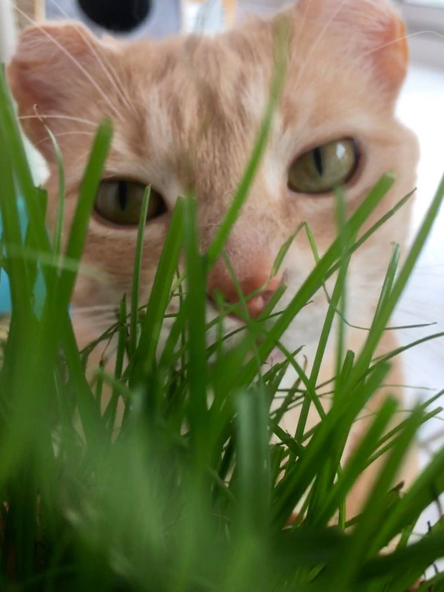 Francis participe au concours pour gagner de l'argent avec cette photo : carnivore, cat, close_up, domestic_short_haired_cat, eye, eyelash, fawn, felidae, fur, grass, grass_family, iris, lawn, nose, plant, small_to_medium_sized_cats, snout, terrestrial_animal, whiskers, wildlife