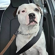 Sushi participe au concours pour gagner de l'argent avec cette photo : dog, white_dog, black_spots, car_seat, seatbelt, leash, pet, animal, inside_car, calm, sitting, closeup, portrait, passenger_seat, window, collar, restraint, vehicle, domestic_animal, companion