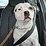 dog, white_dog, black_spots, car_seat, seatbelt, leash, pet, animal, inside_car, calm, sitting, closeup, portrait, passenger_seat, window, collar, restraint, vehicle, domestic_animal, companion