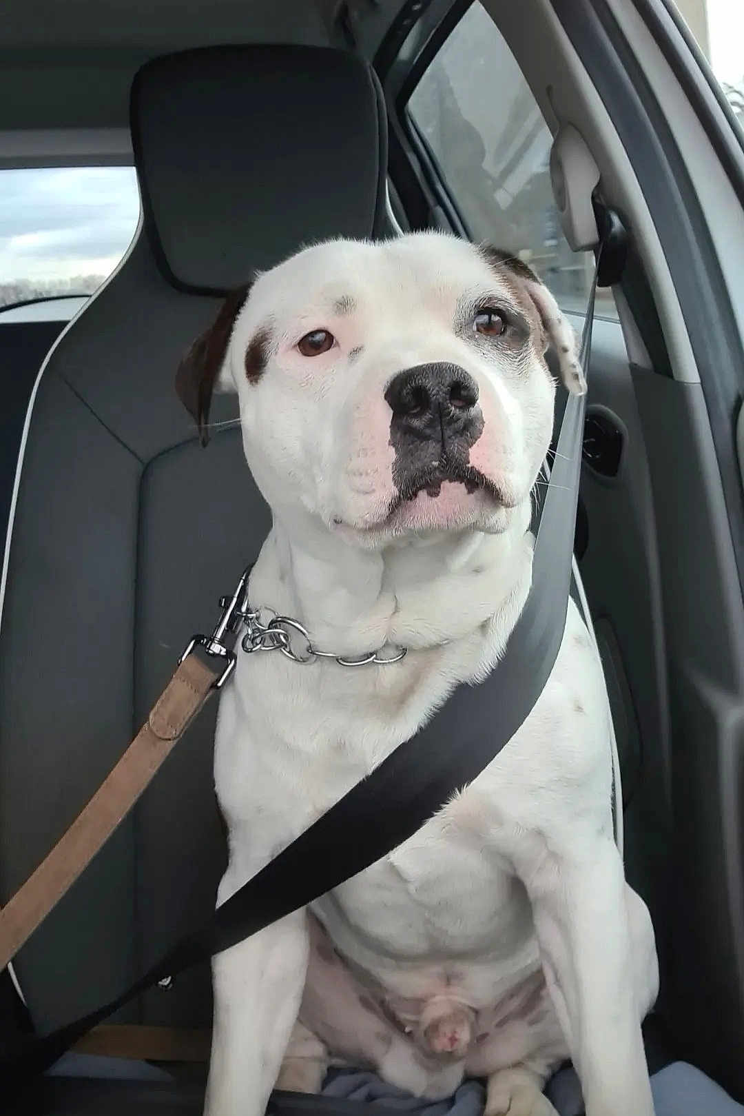 Sushi participe au concours pour gagner de l'argent avec cette photo : dog, white_dog, black_spots, car_seat, seatbelt, leash, pet, animal, inside_car, calm, sitting, closeup, portrait, passenger_seat, window, collar, restraint, vehicle, domestic_animal, companion