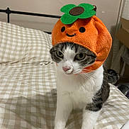 Michi joined the competition — help win amazing prizes! animal, bed, bedspread, cat, closeup, costume, cozy, cute, domestic, face, feline, funny, green, hat, indoor, orange, pet, smile, tabby, white