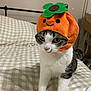 animal, bed, bedspread, cat, closeup, costume, cozy, cute, domestic, face, feline, funny, green, hat, indoor, orange, pet, smile, tabby, white