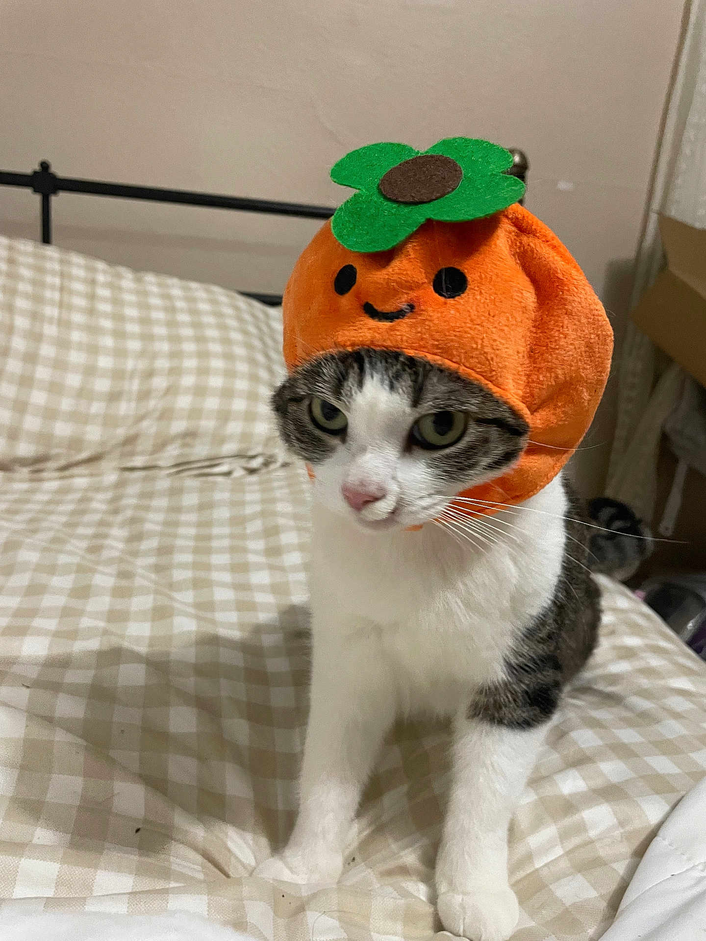 Michi joined the competition — help win amazing prizes! animal, bed, bedspread, cat, closeup, costume, cozy, cute, domestic, face, feline, funny, green, hat, indoor, orange, pet, smile, tabby, white