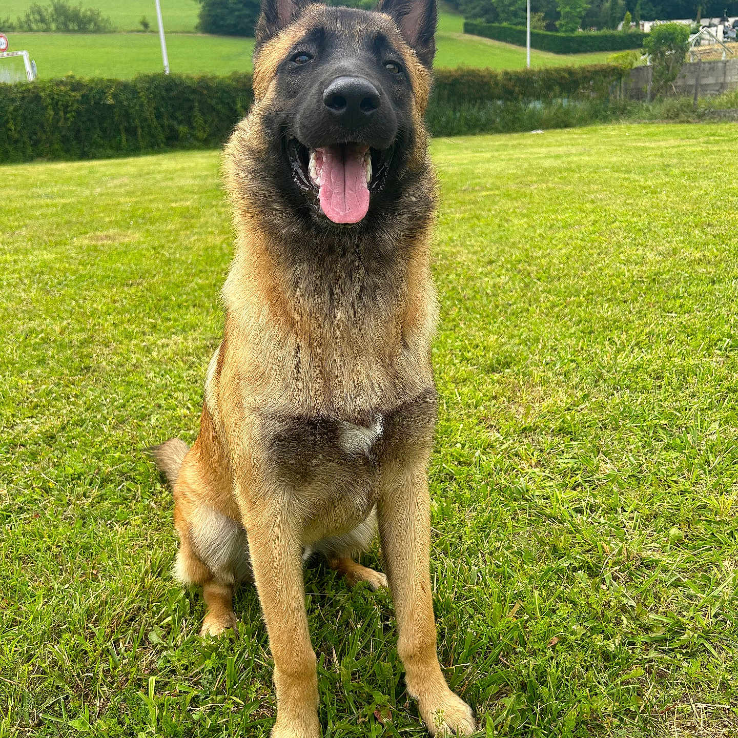 Tino participe au concours pour gagner de l'argent avec cette photo : animal, backyard, bodypart, canine, dog, field, germanshepherd, grass, grassland, green, lawn, nature, outdoors, park, pet, plant, policedog, puppy, tree, yard