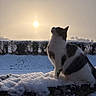 Titi a rejoint le concours — aidez-le/la à gagner de superbes lots ! animal, cat, cold, feline, fur, landscape, nature, outdoor, peaceful, quiet, scenic, serene, silhouette, sitting, sky, snow, sun, sunlight, tree_line, winter