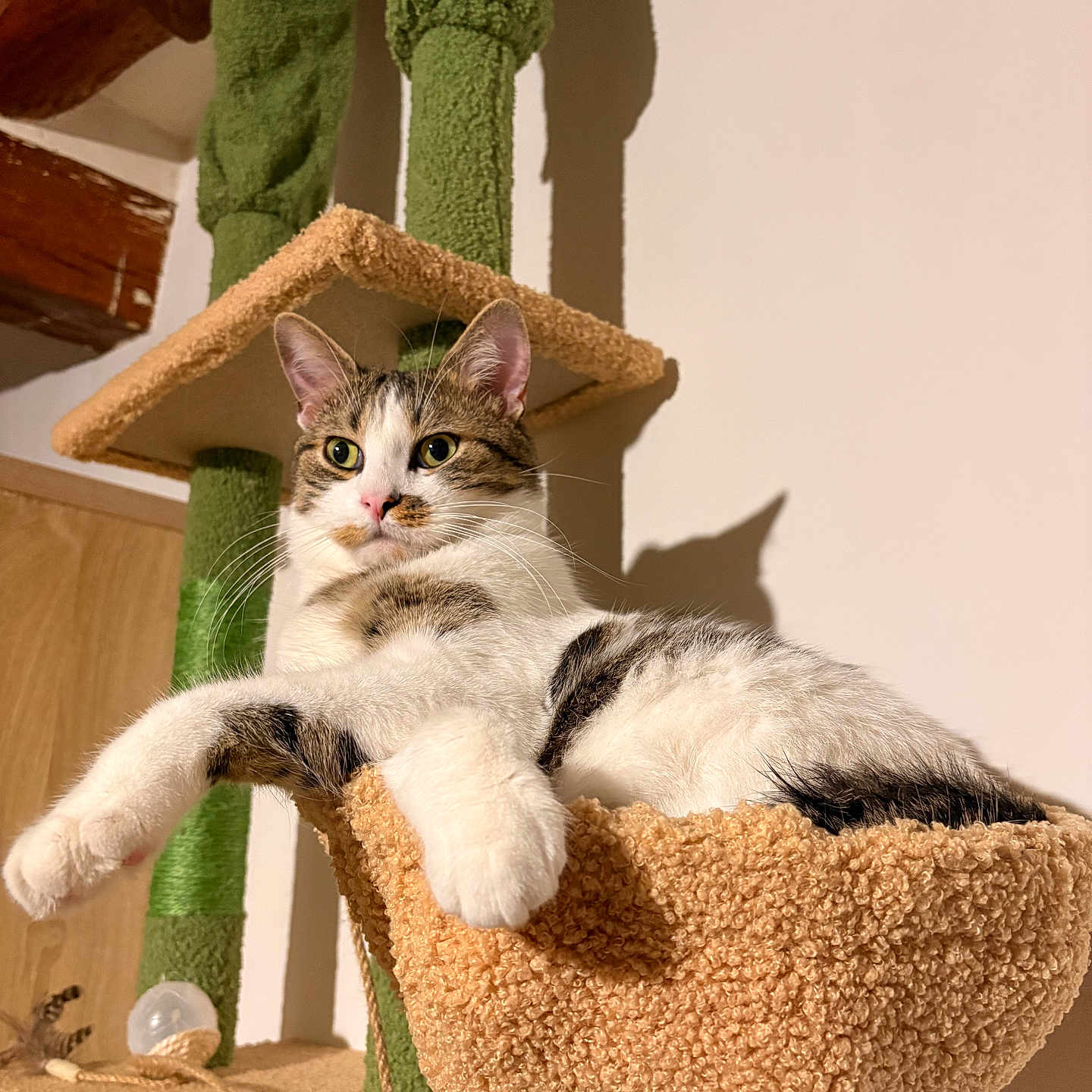 Titi