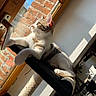 animal, brick_wall, bright, cat, cozy, daylight, ears, fur, home, indoor, looking_outside, paws, perch, pet, relaxed, resting, sunlight, tail, whiskers, window