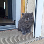 Boulette participe au concours pour gagner de l'argent avec cette photo : kitten, gray_cat, doorstep, indoor, curious, fluffy, pet, animal, young_cat, concrete, step, house, door_frame, floor, cute, small, feline, eyes, sitting, domestic_animal