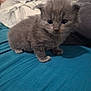 kitten, gray, furry, pet, animal, cute, small, sitting, indoor, soft, young, feline, paws, curious, domestic, fur, whiskers, tablecloth, blanket, cozy