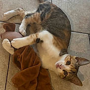 Bibicha a rejoint le concours — aidez-le/la à gagner de superbes lots ! cat, calico_cat, tile_floor, plush_toy, brown_toy, pet, indoor, playful, animal, fur, whiskers, paws, tail, looking_up, cute, domestic_cat, toy, resting, young_cat, curious