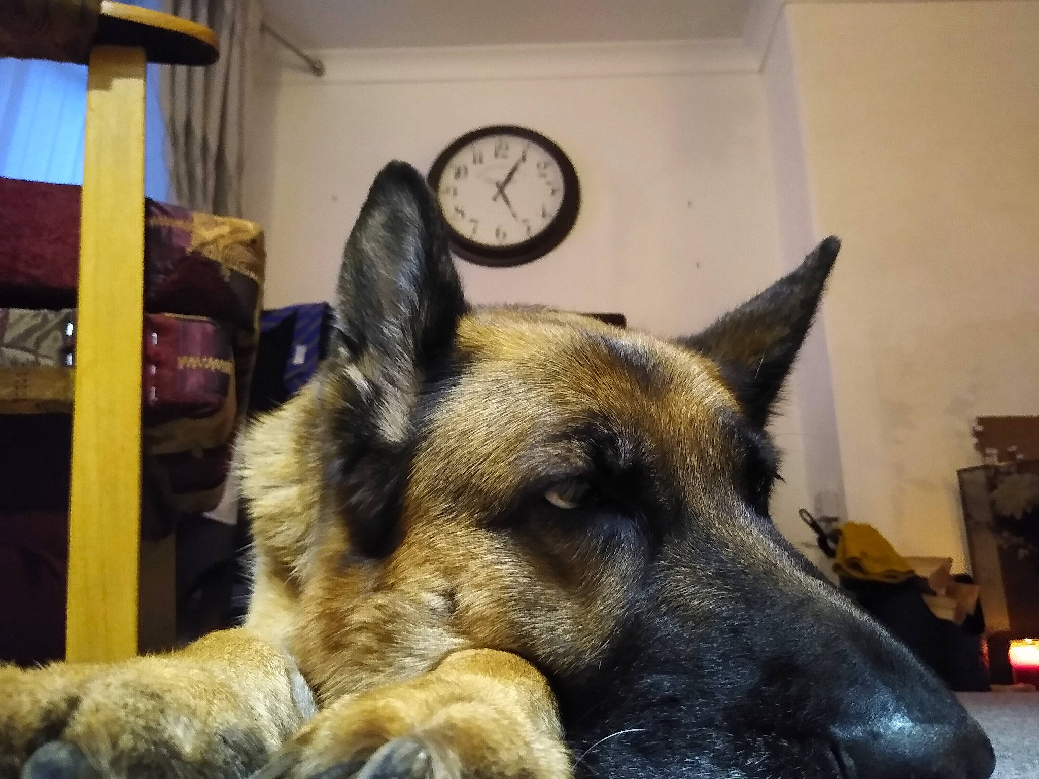 Hedi is registered to the contest to win money with this photo: belgian_shepherd, belgian_shepherd_malinois, canidae, carnivore, dog, dog_breed, dutch_shepherd_dog, ear, east_european_shepherd, fawn, german_shepherd_dog, king_shepherd, kunming_wolfdog, mammal, old_german_shepherd_dog, shiloh_shepherd_dog, snout, tervuren, vertebrate, working_dog