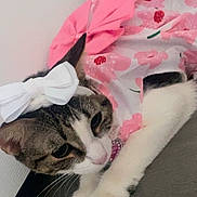 Bella Boop joined the competition — help win amazing prizes! cat, pet, bow, floral, outfit, white, pink, animal, cute, domestic_animal, fur, whiskers, ears, paws, indoor, resting, portrait, mammal, fashion, accessory