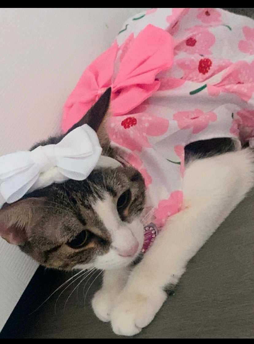 Bella Boop joined the competition — help win amazing prizes! cat, pet, bow, floral, outfit, white, pink, animal, cute, domestic_animal, fur, whiskers, ears, paws, indoor, resting, portrait, mammal, fashion, accessory