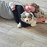 Blue a rejoint le concours — aidez-le/la à gagner de superbes lots ! person, dog, puppy, australian_shepherd, floor, wooden_floor, hugging, lying_down, sleeping, cozy, pet, cute, fur, black_sleeve, gray_sweater, indoor, home, relaxation, animal, companion
