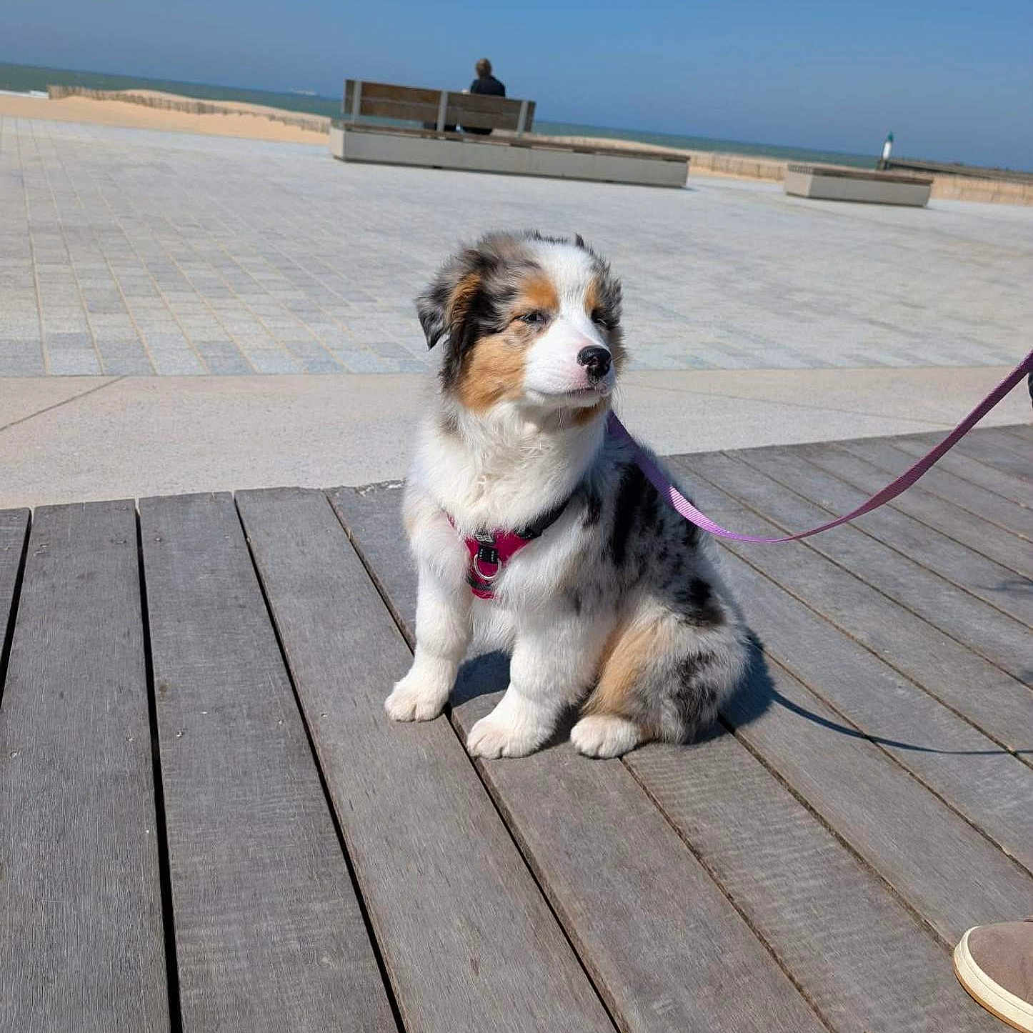 Blue a rejoint le concours — aidez-le/la à gagner de superbes lots ! puppy, dog, leash, harness, wooden_deck, beach, ocean, sky, sunny, outdoor, pet, animal, sitting, cute, fluffy, tri_color, calm, bench, person, footwear