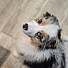 dog, puppy, fluffy, blue_eyes, curious, looking_up, indoor, floor, fur, cute, pet, animal, canine, adorable, portrait, close_up, expression, soft, white, black