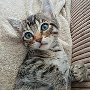 Prince participe au concours pour gagner de l'argent avec cette photo : animal, blanket, blue_eyes, cat, close_up, cozy, cushion, cute, ears, feline, fur, indoor, kitten, lying_down, paw, pet, soft, tabby, whiskers, young