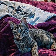 Luna Anne joined the competition — help win amazing prizes! cat, kitten, tabby, bed, blanket, purple_blanket, plush_toy, stuffed_animal, indoor, cozy, fur, pet, animal, resting, curious, soft_lighting, striped, rumpled_bed, window, bedroom