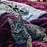 cat, kitten, tabby, bed, blanket, purple_blanket, plush_toy, stuffed_animal, indoor, cozy, fur, pet, animal, resting, curious, soft_lighting, striped, rumpled_bed, window, bedroom