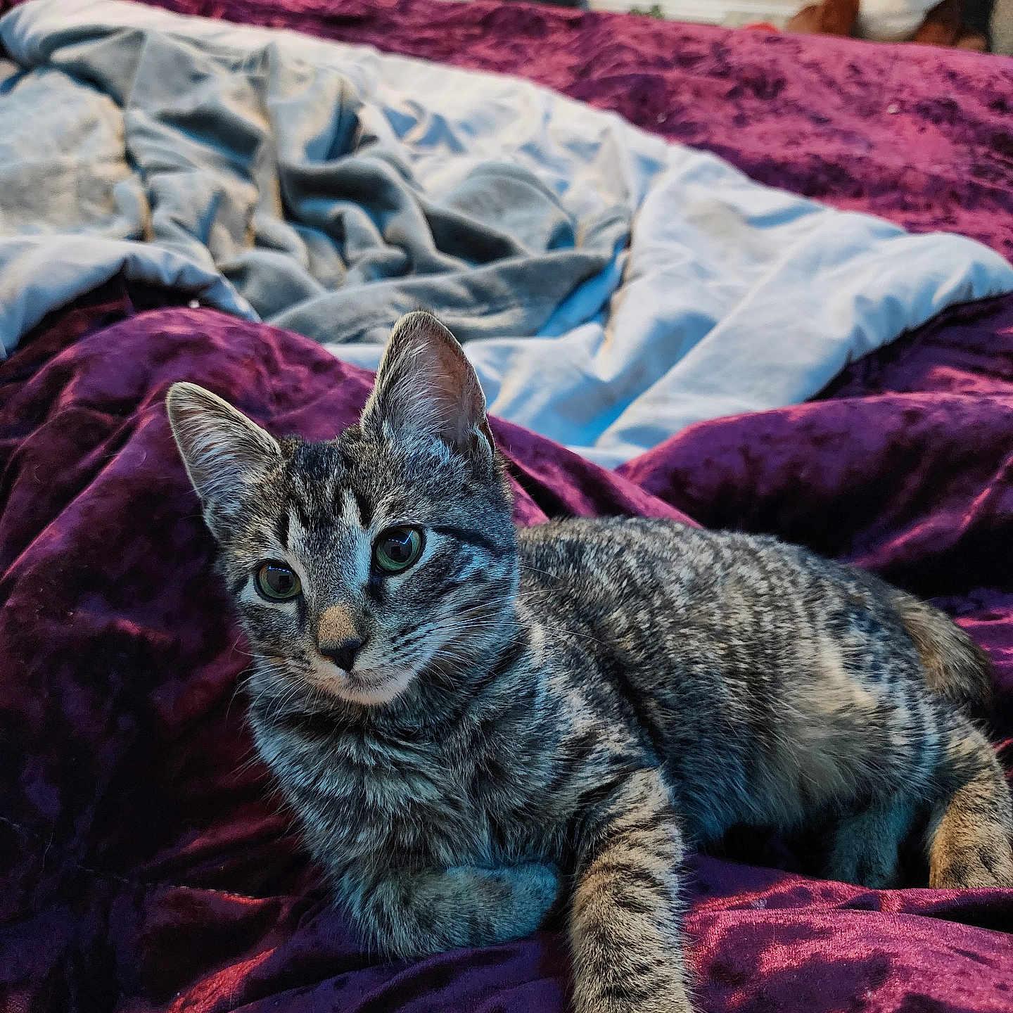 Luna Anne joined the competition — help win amazing prizes! cat, kitten, tabby, bed, blanket, purple_blanket, plush_toy, stuffed_animal, indoor, cozy, fur, pet, animal, resting, curious, soft_lighting, striped, rumpled_bed, window, bedroom