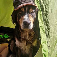 Simba a rejoint le concours — aidez-le/la à gagner de superbes lots ! animal, architecture, building, camping, canine, clothing, dog, face, grass, head, nature, outdoors, person, pet, photography, plant, portrait, puppy, shelter, tent