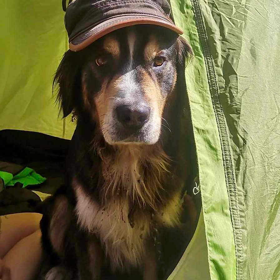 Simba a rejoint le concours — aidez-le/la à gagner de superbes lots ! animal, architecture, building, camping, canine, clothing, dog, face, grass, head, nature, outdoors, person, pet, photography, plant, portrait, puppy, shelter, tent