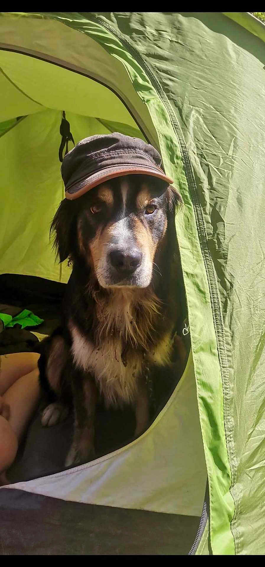 Simba a rejoint le concours — aidez-le/la à gagner de superbes lots ! animal, architecture, building, camping, canine, clothing, dog, face, grass, head, nature, outdoors, person, pet, photography, plant, portrait, puppy, shelter, tent