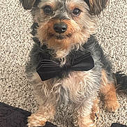 Cameron joined the competition — help win amazing prizes! dog, dog_face, pet, bow_tie, carpet, portrait, fluffy, small_dog, ears, eyes, nose, paws, fur, adorable, looking_up, indoor, home, cute, black_bow, sitting