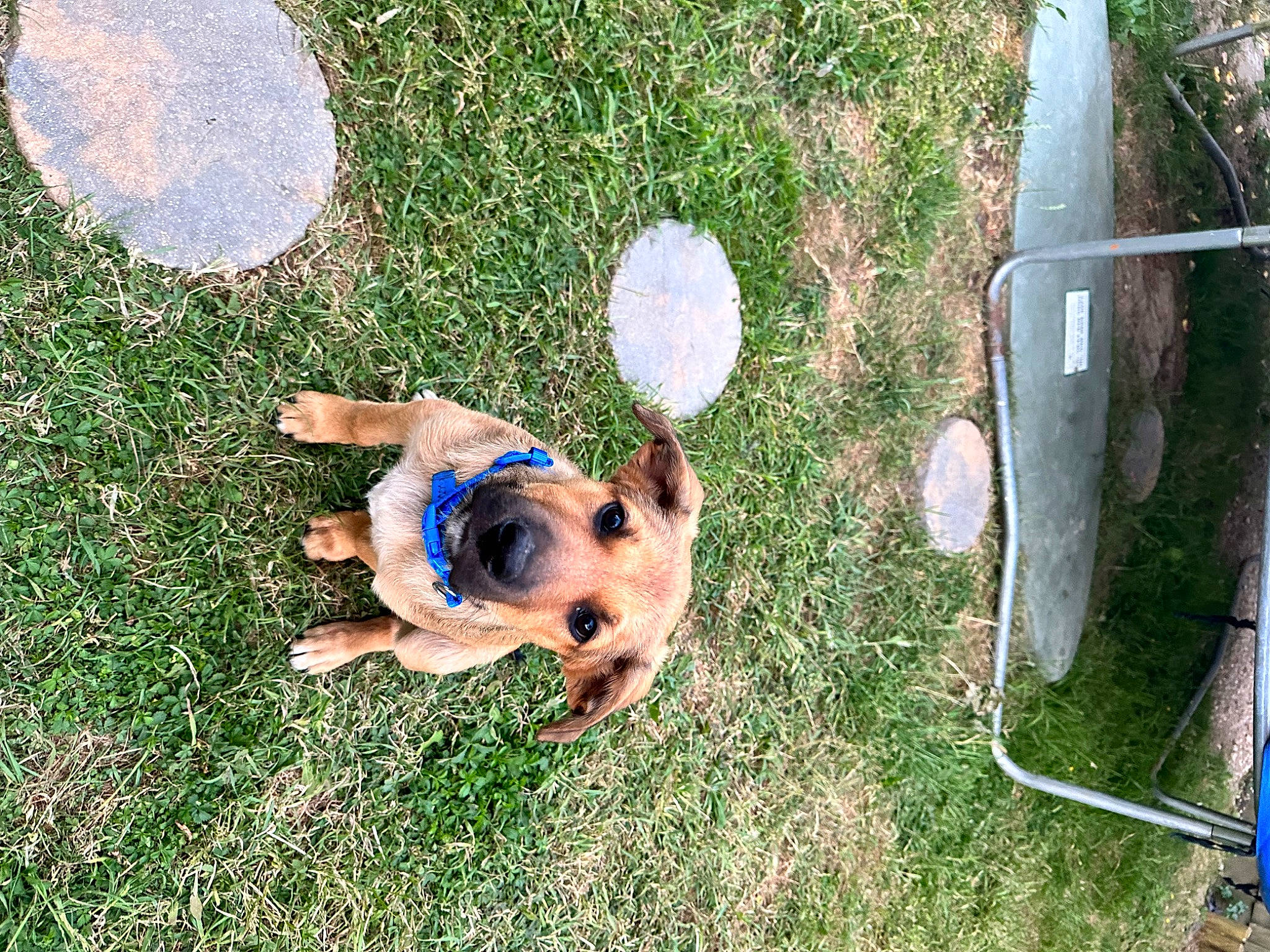 Scooby is registered to the contest to win money with this photo: canidae, carnivore, companion_dog, dog, dog_breed, electric_blue, fawn, fun, grass, groundcover, hat, lawn, leisure, people_in_nature, recreation, soil, sporting_group, toy, working_animal, yard