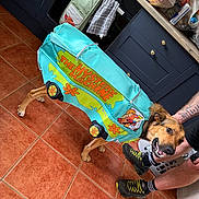 Scooby joined the competition — help win amazing prizes! dog, costume, mystery_machine, scooby_doo, kitchen, tiled_floor, person, sneakers, shorts, towel, cabinet, oven, tile, pet, indoor, happy, animal, brown_dog, floor, funny